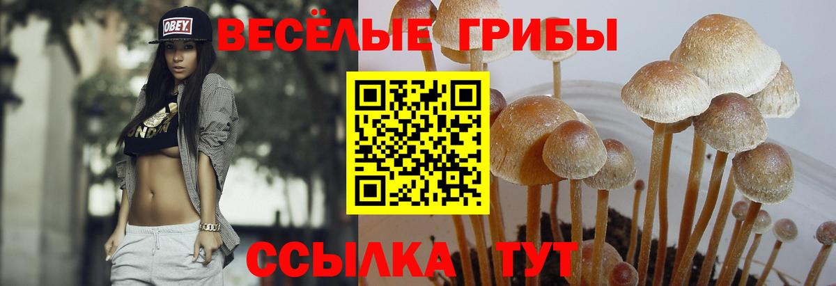 Сухой Лог  наркота  Вход с VPN  Псилоцибиновые грибы Magic Shrooms 